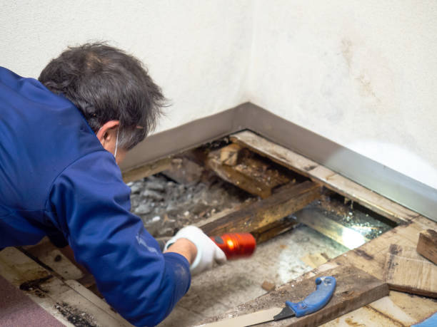 Best Post-Flood Mold Remediation in Warm Mineral Springs, FL