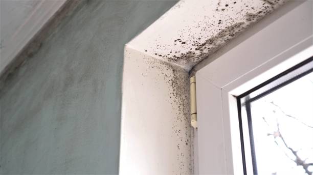 Best Industrial Mold Remediation in Warm Mineral Springs, FL