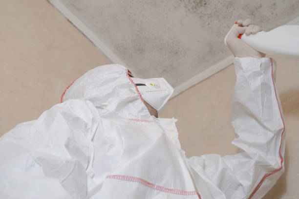 Best Residential Mold Remediation in Warm Mineral Springs, FL