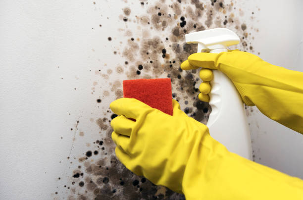 Best Residential Mold Remediation in Warm Mineral Springs, FL