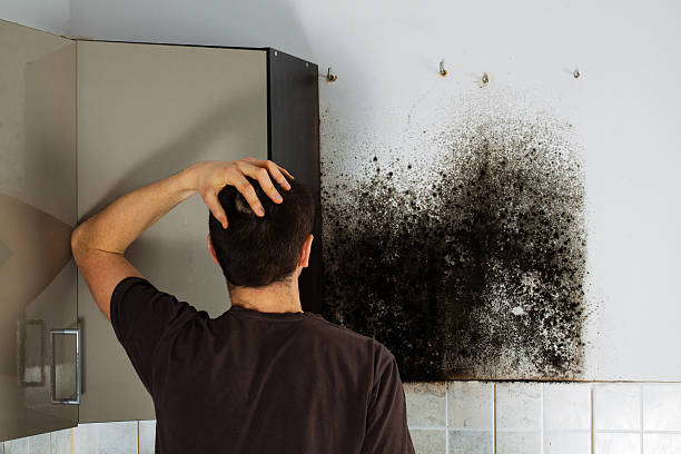 Best Emergency Mold Remediation in Warm Mineral Springs, FL