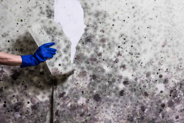 Warm Mineral Springs, FL Mold Remediation Company