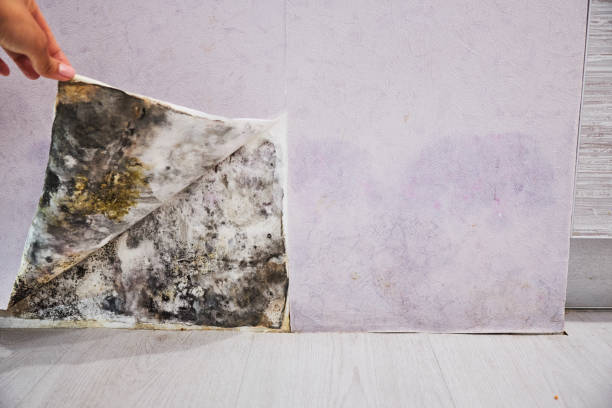 Best Preventive Mold Services in Warm Mineral Springs, FL
